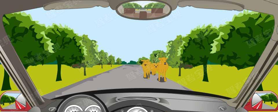 如图所示，驾驶机动车在这样的路段应注意观察，随时避让横过道路的动物。
